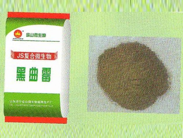 點(diǎn)擊查看詳細(xì)信息<br>標(biāo)題：黑曲霉 閱讀次數(shù)：2035
