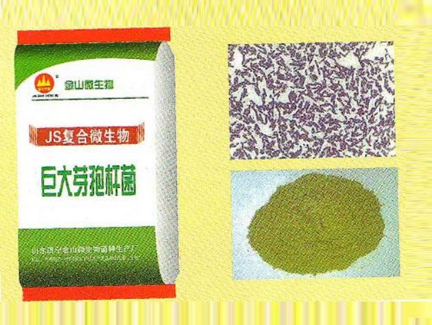 點(diǎn)擊查看詳細(xì)信息<br>標(biāo)題：巨大芽孢桿菌 閱讀次數(shù)：1903